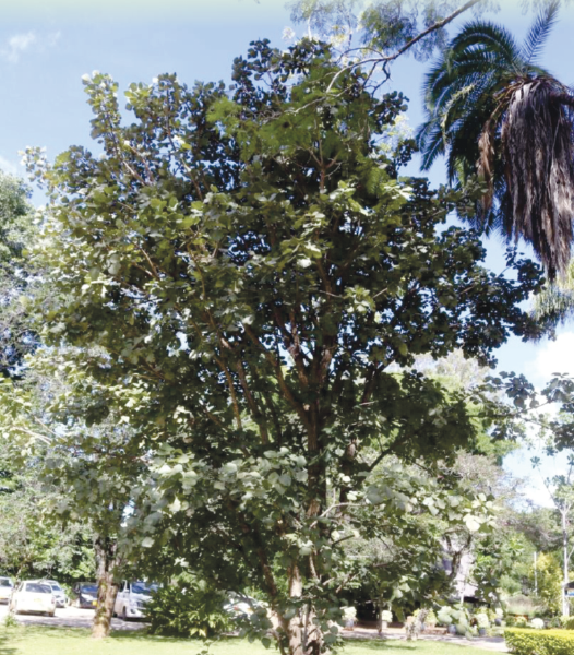 Indigenous forest